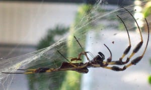 Golden Silk Spider Courtship