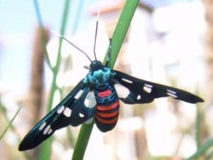 Unknown Wasp Moth from Morocco