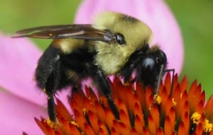 Brown Belted Bumble Bee
