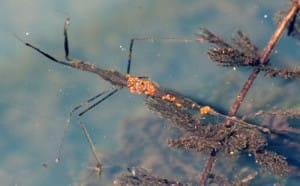 Water Scorpion with Phoretic Mites
