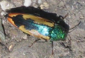 Jewel Beetle:  Buprestis viridisuturalis