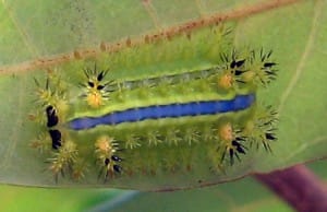 Stinging Slug Caterpillar