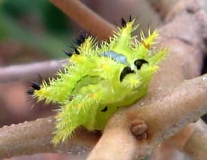 Stinging Slug Caterpillar