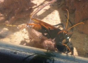 Spider Wasp battles with Wolf Spider