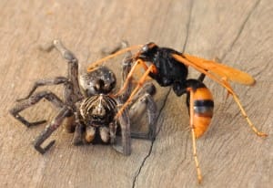 Spider Wasp paralyzes Wolf Spider