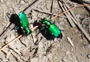 Six Spotted Tiger Beetles
