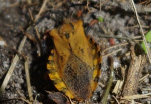 Leaf Footed Bug:  Spartocera fusca