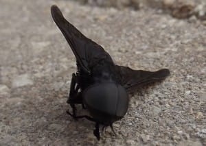 Male Black Horse Fly