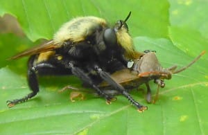 Bee-Like Robber Fly eats Leaf Footed Bug