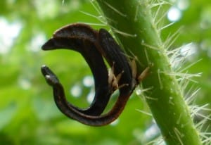 Mating Treehoppers