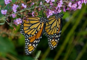 Monarchs marked with ink