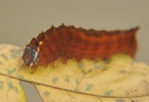 Unknown Moth Caterpillar