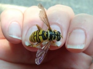 Yellow Jacket Hover Fly