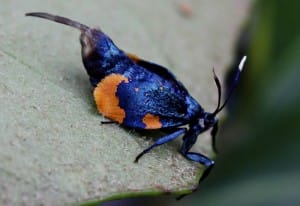 Female Bagworm Moth