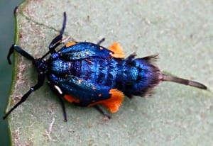 Female Bagworm Moth