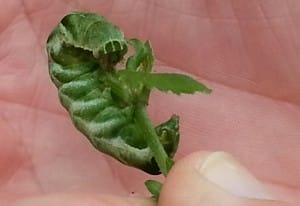 Unknown Caterpillar on Aster