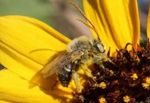 Longhorned Bee