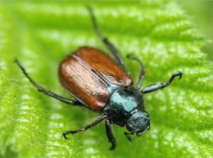 Scarab Beetle from Peru