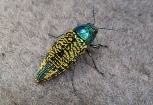 Jewel Beetle:  