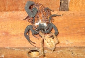 Scorpion with Brood devours Spider