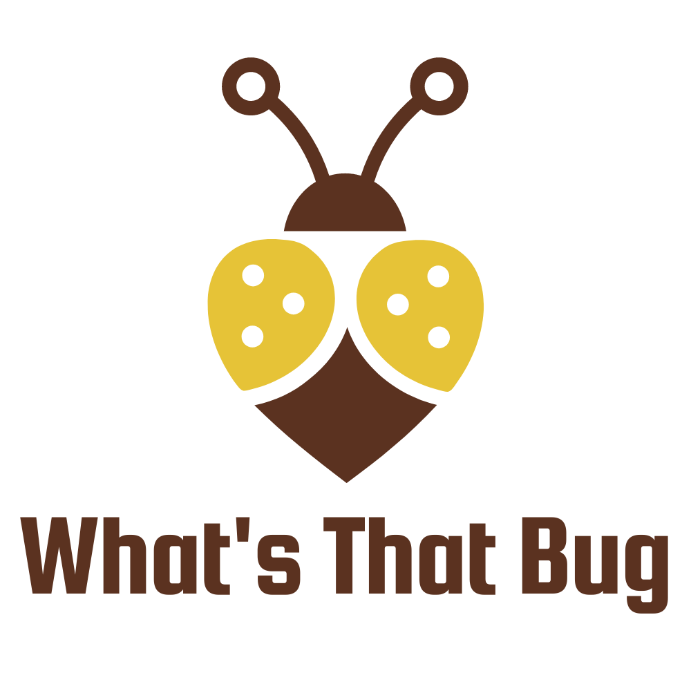 What's That Bug?